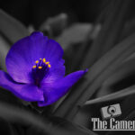 nature portfolio website 1