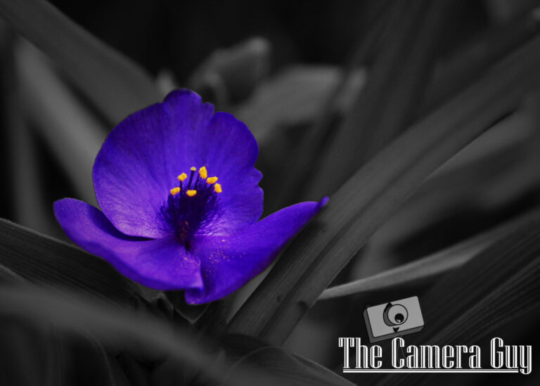 Photography nature portfolio website 1