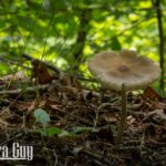 nature portfolio website 18