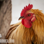 nature portfolio website 2