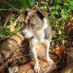 nature portfolio website 25