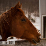 nature portfolio website 3