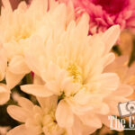 nature portfolio website 4