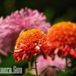 nature portfolio website 9