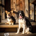 portraits portfolio website 75