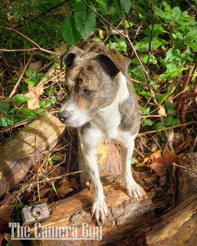 nature portfolio website 25